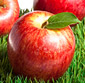 Picture of Autumn Glory Apples