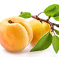 Picture of Apricots