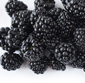 Picture of Blackberries