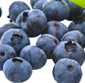 Picture of Blueberries