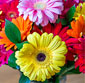 Picture of Cut Gerbera
