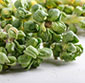 Picture of Brussels Sprouts Trees