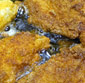 Picture of Walleye Wednesdays
