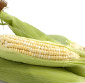 Picture of Fresh Yellow or White Sweet Corn