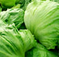 Picture of Organic Iceberg Lettuce