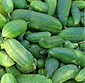 Picture of Sunset Mini Cucumbers