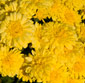 Picture of Garden Mums
