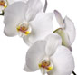 Picture of Orchid