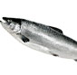 Picture of Fresh Whole Alaskan Sockeye Salmon