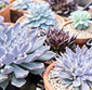 Picture of Succulents