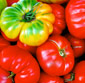 Picture of Heirloom Tomatoes