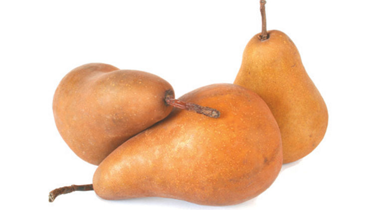 Picture of Washington D'Anjou or Bosc Pears