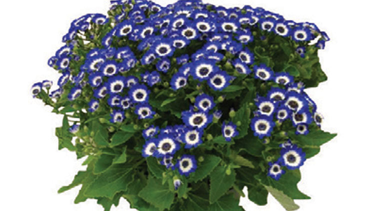 Picture of Cineraria Plant