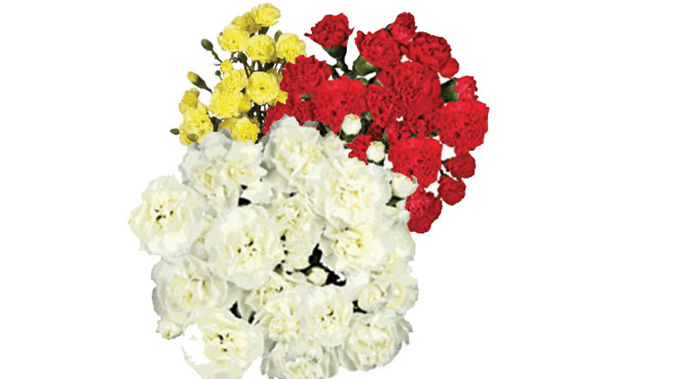 Picture of Mini Carnation Bunch