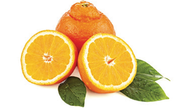 Picture of Sunkist Minneola Tangelos