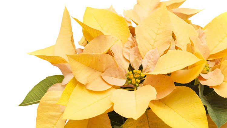 Picture of Poinsettias