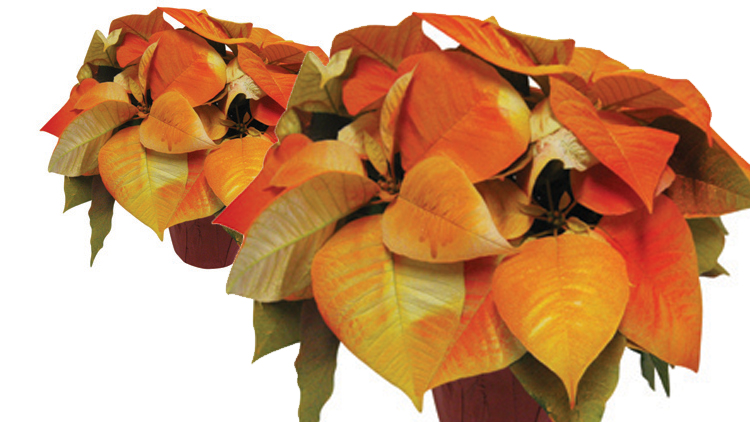 Picture of Autumn Beauty Poinsettia