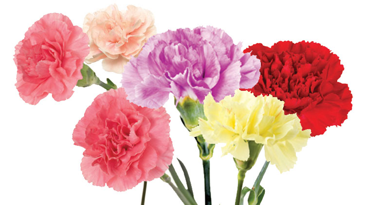 Picture of Premium Carnations