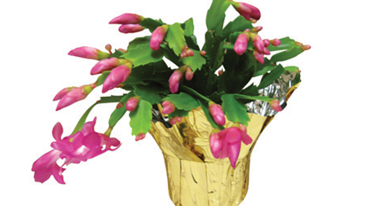 Picture of Zygo Cactus